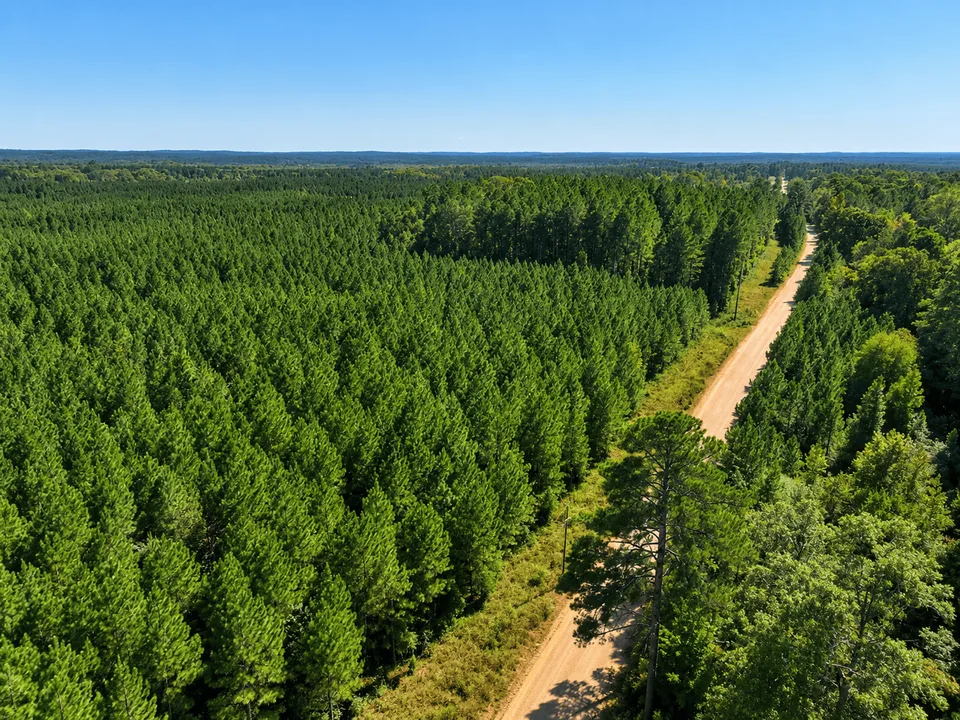 Internal road running through pine timber on a Mississippi tract