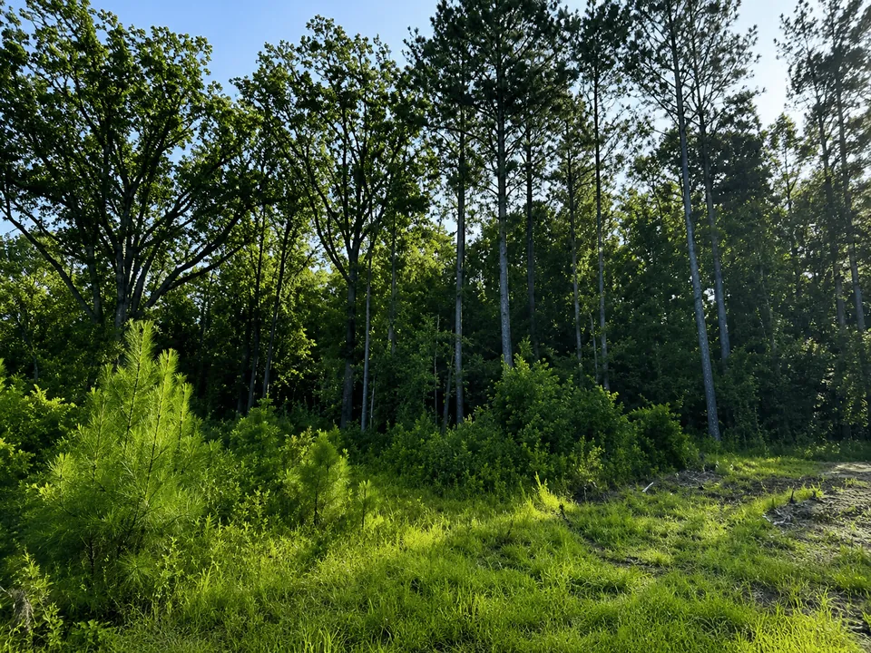 Rural acreage and pine timber in Newton County, Mississippi