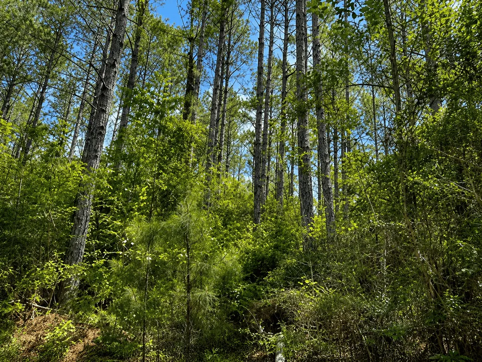 Planted pine stand on Mississippi timberland