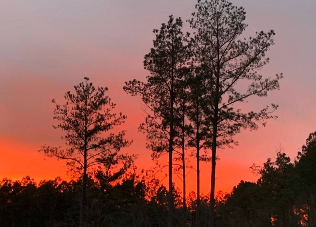 Forestland at sunset